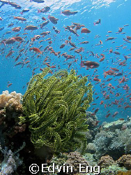 Star Of The Ocean! Taken in Anilao with Canon S80. by Edvin Eng 
